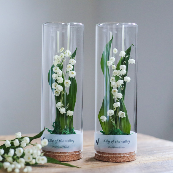 ドライフラワーボトル「すずらん」（1本） ドライフラワー