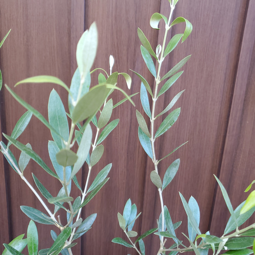オリーブの木　マンザニロ　和モダン鉢植え　苗木