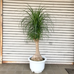 トックリラン大型 枝3本 観葉植物 トックリラン ポニーテール 8号 ラッシュバスケット