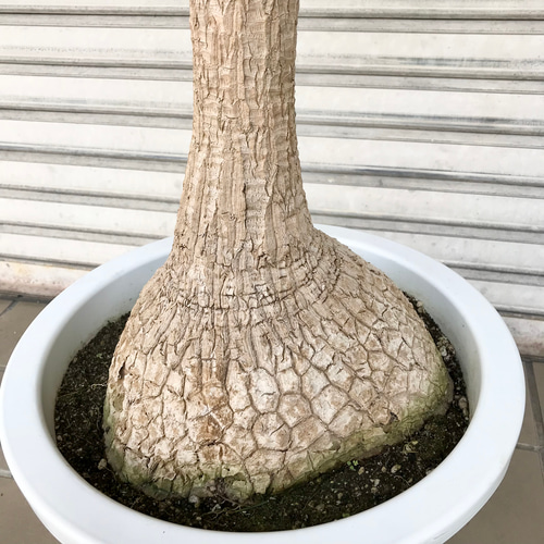 まんまる トックリラン 特大 ノリナ(トックリラン/ポニーテール) 3.5号