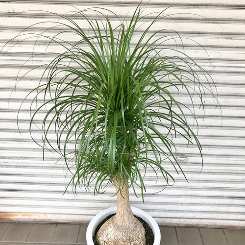 超特大株 トックリラン ポニーテール 13号鉢 その他インテリア雑貨