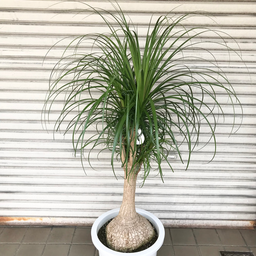 超特大株 トックリラン ポニーテール 13号鉢 その他インテリア雑貨