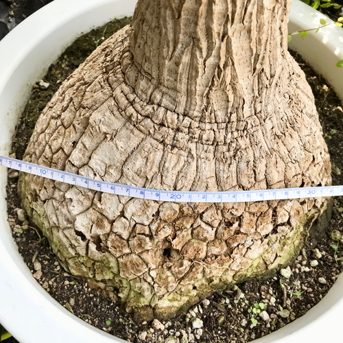 超特大株 トックリラン ポニーテール 13号鉢 その他インテリア雑貨