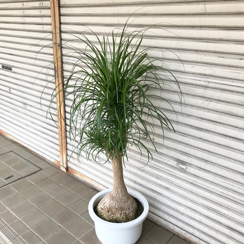 超特大株 トックリラン ポニーテール 13号鉢 その他インテリア雑貨