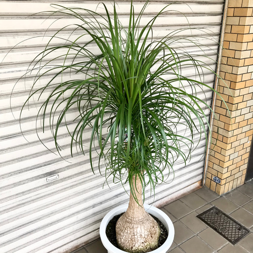 トックリラン大型 枝3本 観葉植物 トックリラン ポニーテール 8号 ラッシュバスケット