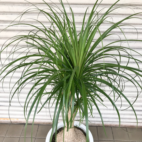 超特大株 トックリラン ポニーテール 13号鉢 その他インテリア雑貨