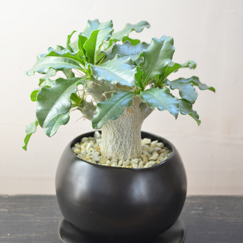 塊根植物/コーデックス/白馬城/パキポディウム/サウンデルシー