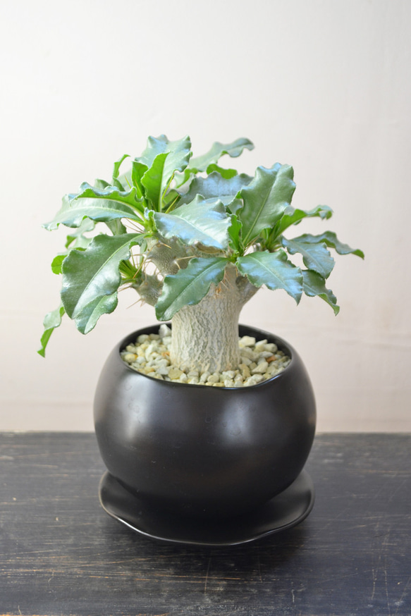 塊根植物/コーデックス/白馬城/パキポディウム/サウンデルシー