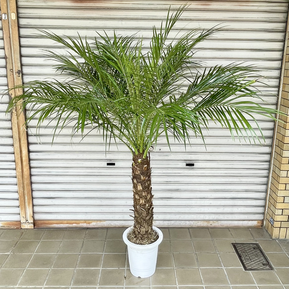 茂り抜群♡ フェニックス ロベレニー 8号 その他インテリア雑貨 PLANTS