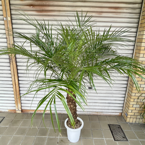 ⑧ 特選品割引販売‼︎ 高さ約90㎝幹が太く葉が多いフェニックス・ロベレニー8号 ⑧ 特選品割引販売‼︎ 高さ約90㎝幹が太く葉が多いフェニックス