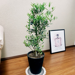 ［現品］オリーブ　ルッカ　8号　観葉植物　屋外　ベランダ　おしゃれ　セラアート鉢受け皿付き　可愛い 2枚目の画像