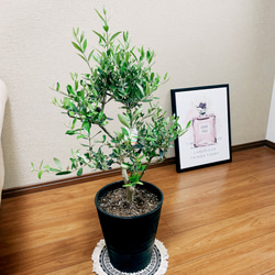 ［現品］オリーブ　ルッカ　8号　観葉植物　屋外　ベランダ　おしゃれ　セラアート鉢受け皿付き　可愛い 6枚目の画像