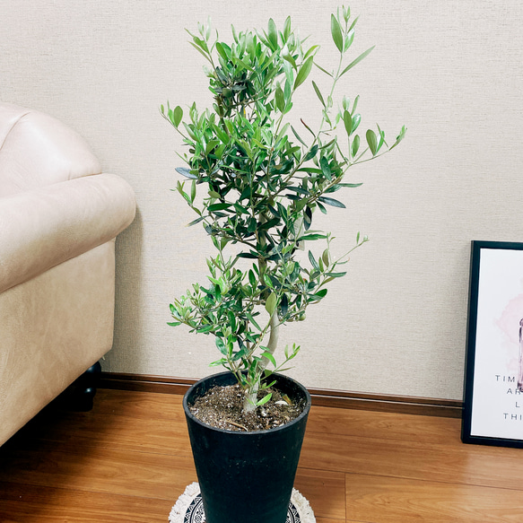 ［現品］オリーブ　ルッカ　8号　観葉植物　屋外　ベランダ　おしゃれ　セラアート鉢受け皿付き　可愛い 3枚目の画像