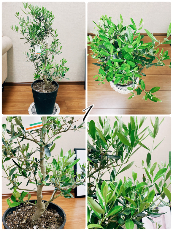 ［現品］オリーブ　ルッカ　8号　観葉植物　屋外　ベランダ　おしゃれ　セラアート鉢受け皿付き　可愛い 4枚目の画像