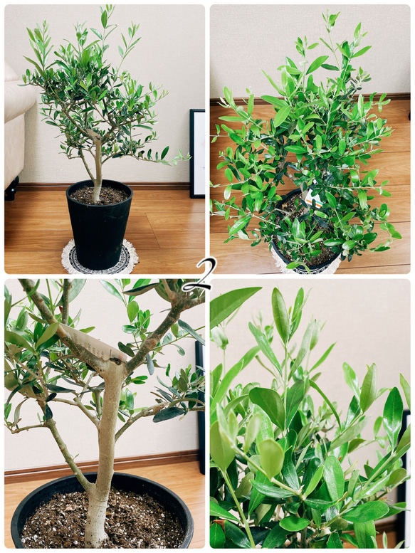 ［現品］オリーブ　ルッカ　8号　観葉植物　屋外　ベランダ　おしゃれ　セラアート鉢受け皿付き　可愛い 8枚目の画像