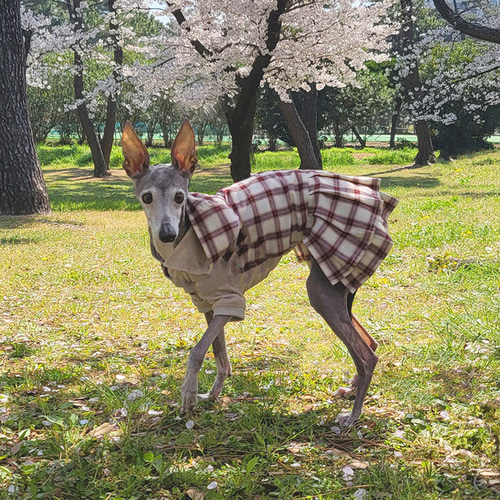 イタグレ服 チェック柄ワンピース 2段プリーツスカート ペット服