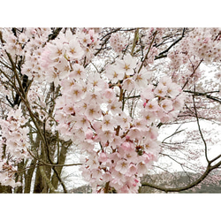 雨上がりの桜　テクスチャーアート 7枚目の画像