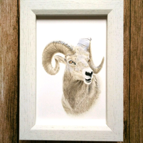 リアル色鉛筆画【原画】NO.9 山羊の絵 手描き 絵画 鳳雛色鉛筆