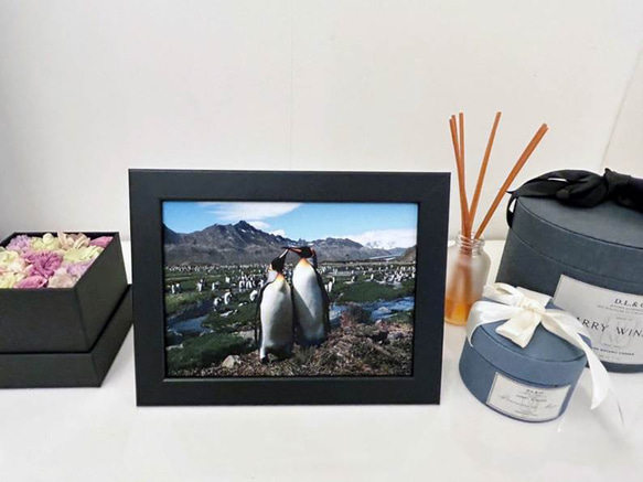 愛の南極ペンギン写真／カップルペンギン02 2枚目の画像