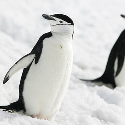 愛の南極ペンギン写真／カップルペンギン02／A4 1枚目の画像