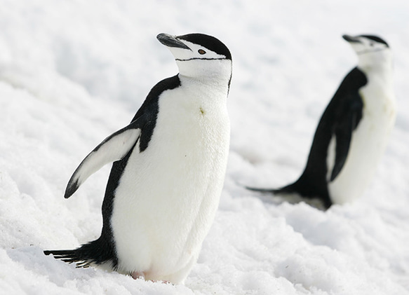 愛の南極ペンギン写真／カップルペンギン02／A4 1枚目の画像