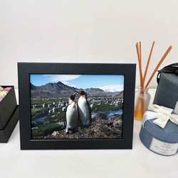 愛の南極ペンギン写真／カップルペンギン02／A4 2枚目の画像