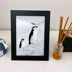 愛の南極ペンギン写真／カップルペンギン04／A4 2枚目の画像