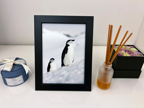 愛の南極ペンギン写真／カップルペンギン04／A4 2枚目の画像