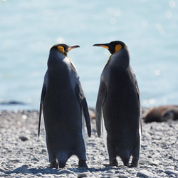 愛の南極ペンギン写真／カップルペンギン04／A4 1枚目の画像