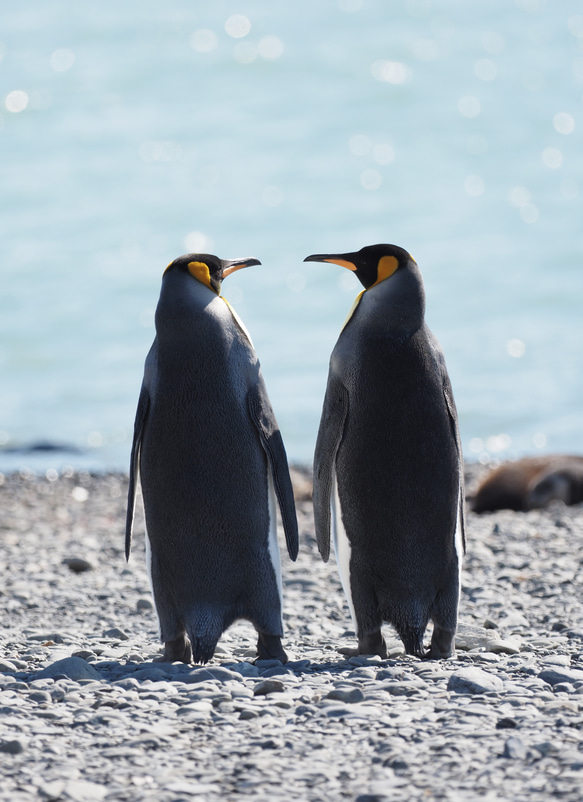 愛の南極ペンギン写真／カップルペンギン04／A4 1枚目の画像