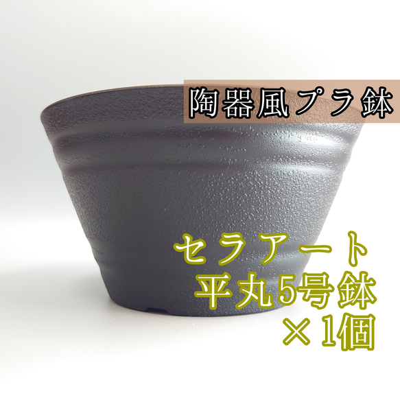 セラアート 黒 5号 1個 平丸鉢 平鉢 プラ鉢 多肉植物 塊根植物