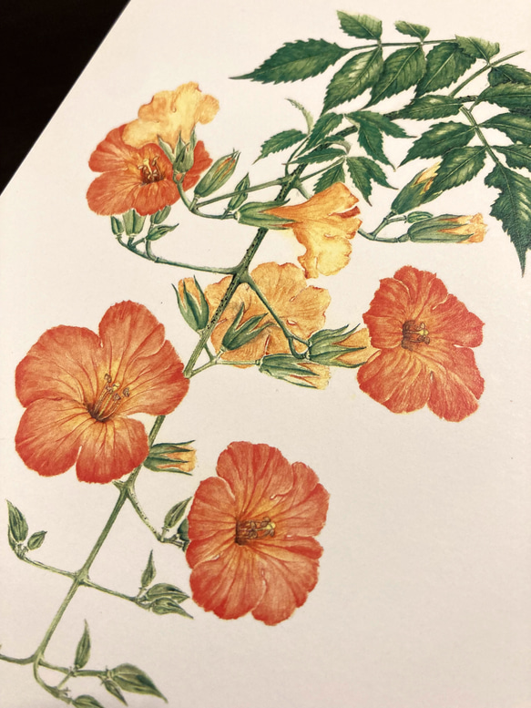 花のポストカード 3枚セット ノウゼンカズラ ジュズサンゴ