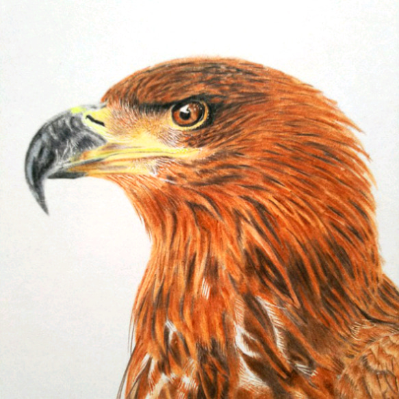リアル色鉛筆画【原画】NO.10  鷹の絵 手描き 2枚目の画像