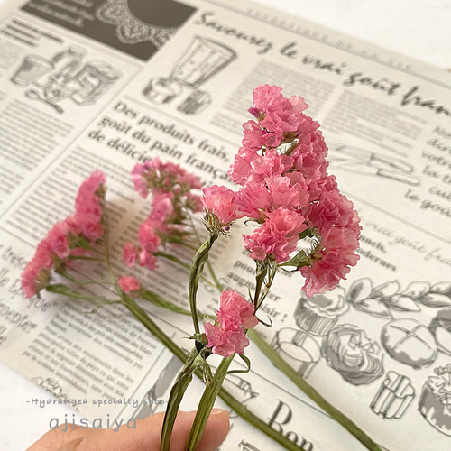 スターチス❇️オレンジ×ピンク❣️ドライフラワー 数量限定】 スターチス グロリアオレンジ 愛知県産 【ドライフラワー