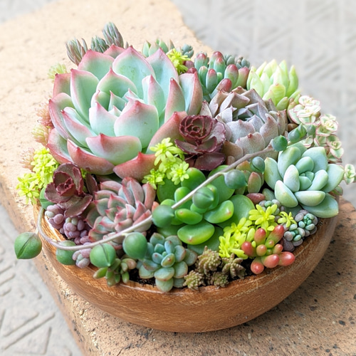 多肉植物　寄せ植え♩°＊ 多肉 寄せ植え ⑮ 鉢ごと発送 多肉植物 mapi 通販 15744153｜Creema