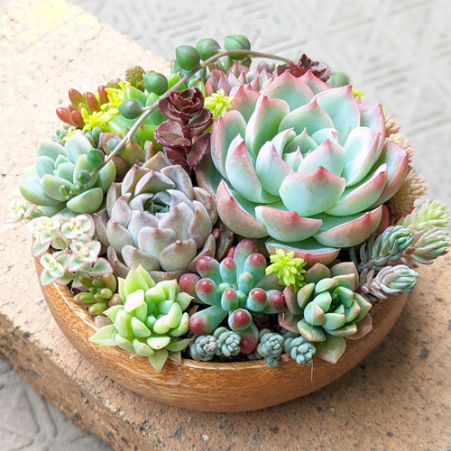 多肉 寄せ植え ⑮ 鉢ごと発送 多肉植物 mapi 通販 15744153｜Creema