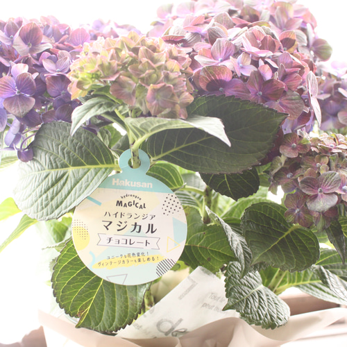 【特選】　アジサイ　6寸1種2鉢 マジカルチョコレート　紫陽花 人気！再入荷！アジサイ マジカルチョコレート6寸○2022年新色