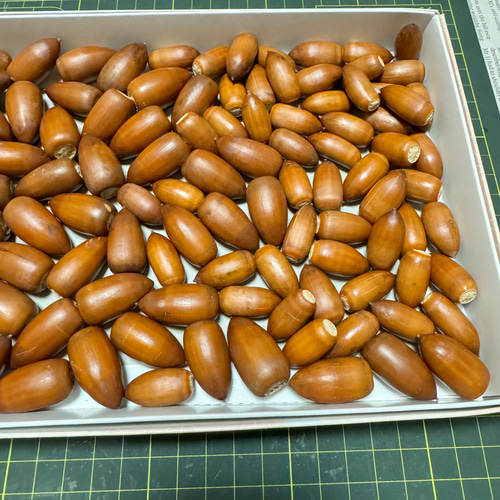 どんぐり ふるさとどんぐり・木曽のカラマツとヒノキ | こまむぐ |公式通販