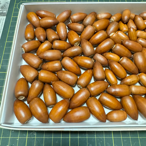 557 どんぐり ドングリ マテバシイ 100個 その他素材 みどいた 通販