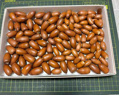 557 どんぐり ドングリ マテバシイ 100個 その他素材 みどいた 通販