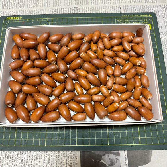 557 どんぐり ドングリ マテバシイ 100個 その他素材 みどいた 通販