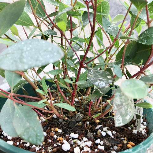 ユーカリ ポプルネア 5号スリット鉢 その他インテリア雑貨 PLANTS SHOP