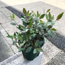 ユーカリ ポプルネア 5号スリット鉢 その他インテリア雑貨 PLANTS SHOP
