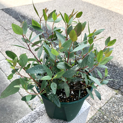 ユーカリ ポプルネア 5号スリット鉢 その他インテリア雑貨