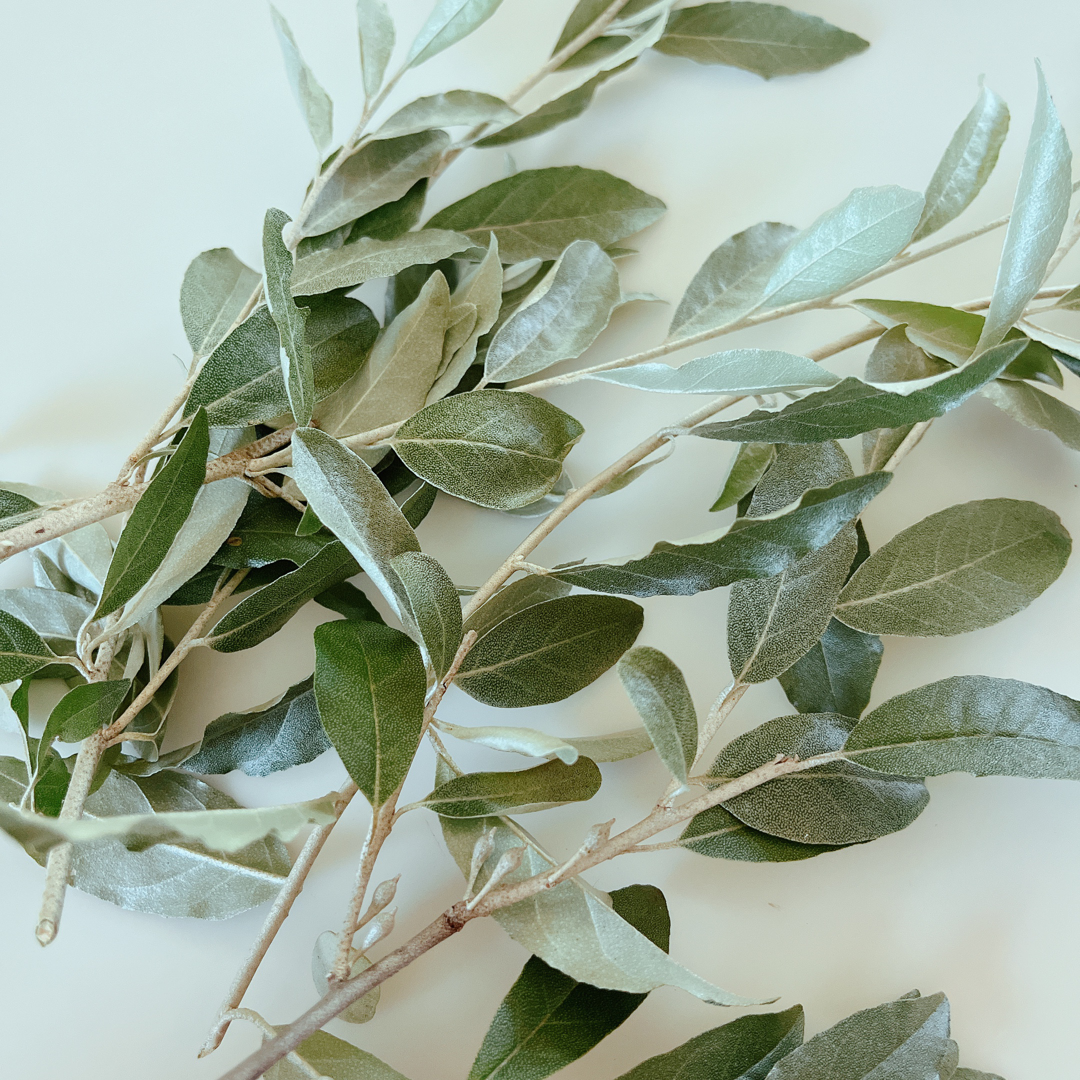 ロシアンオリーブ ❈ ❈ フレッシュ