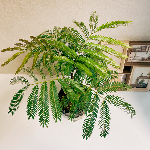 現品］珍しい曲がり方！ エバーフレッシュ 盆栽風 観葉植物 室内
