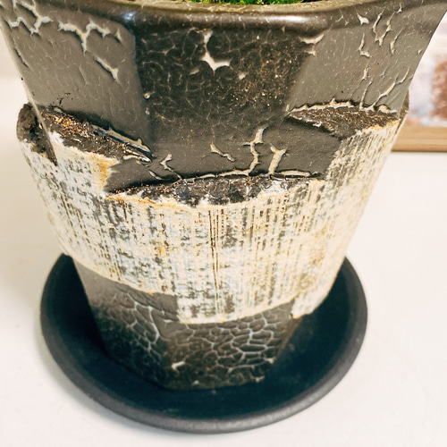 現品］珍しい曲がり方！ エバーフレッシュ 盆栽風 観葉植物 室内 陶器