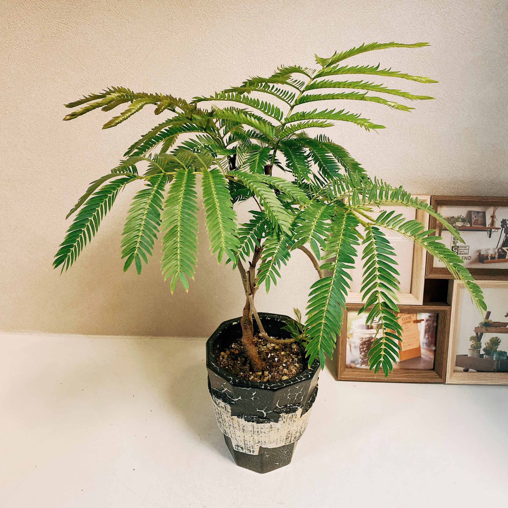 現品］珍しい曲がり方！ エバーフレッシュ 盆栽風 観葉植物 室内