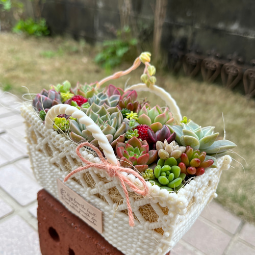 受注制作】☆送料無料☆♡そのまま飾れる♡バスケット♬多肉植物寄せ