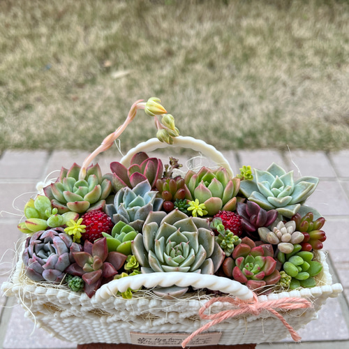 受注制作】☆送料無料☆♡そのまま飾れる♡バスケット♬多肉植物寄せ